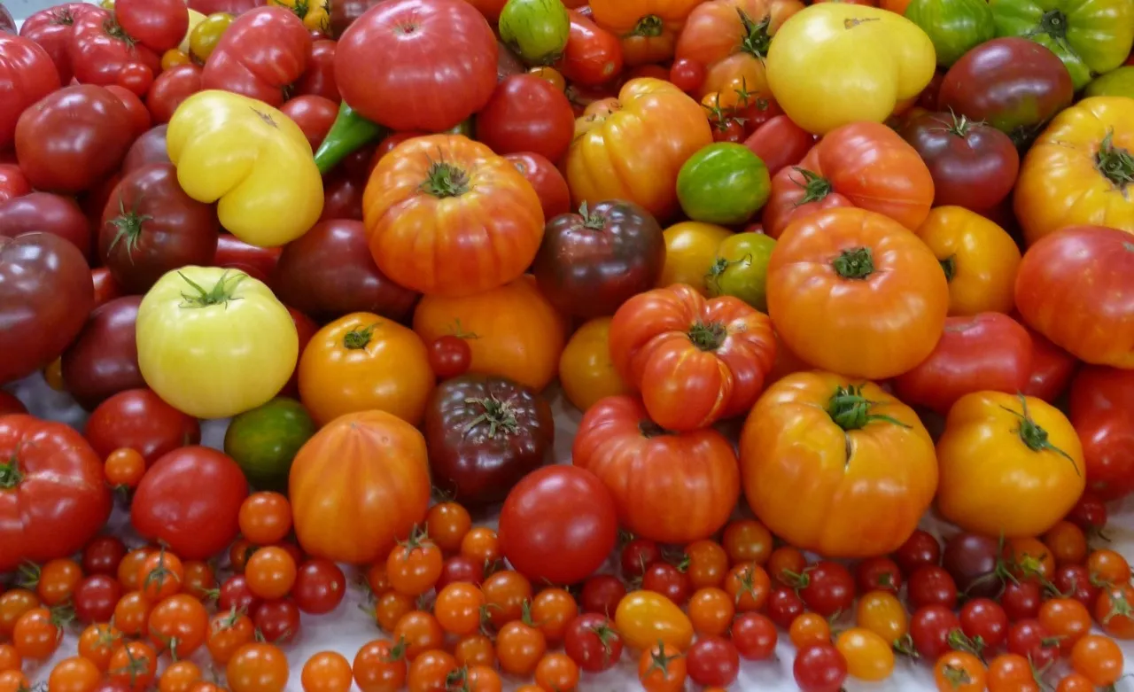 Low tomato prices in 2024